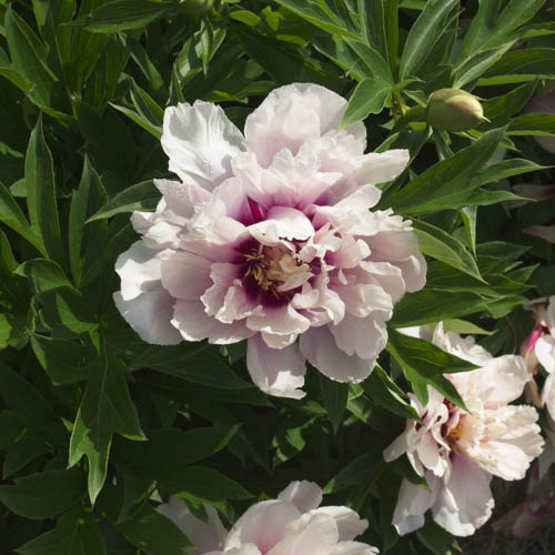 Itoh-pensaspioni 'Cora Louise' 4 l