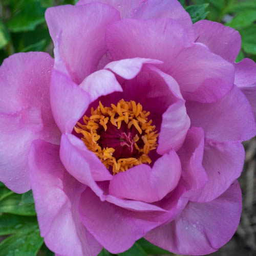 Paeonia 'First Arrival', Itoh