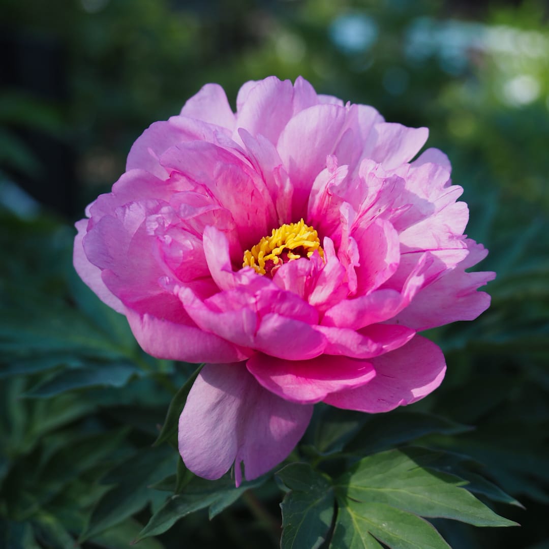 Paeonia 'First Arrival', Itoh