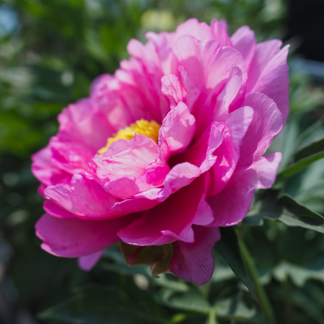 Paeonia 'First Arrival', Itoh