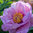 Paeonia 'First Arrival', Itoh