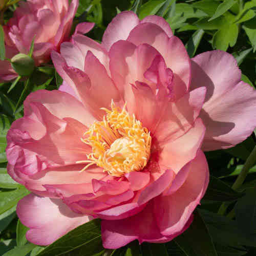 Paeonia 'Julia Rose', Itoh