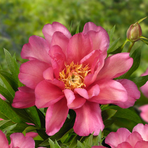 Paeonia 'Julia Rose', Itoh