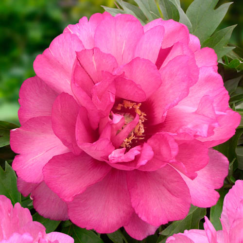 Paeonia 'Julia Rose', Itoh