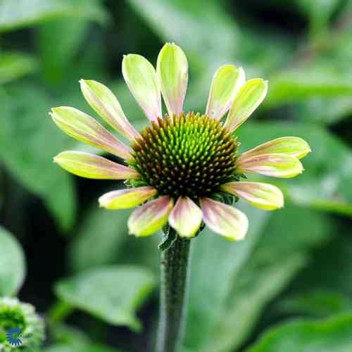 Echinacea purpurea 'Green Twister'