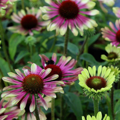 Tarhapunahattu 'Green Twister' 