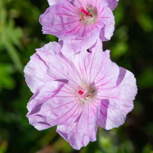 Verikurjenpolvi 'Apple Blossom'
