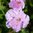 Verikurjenpolvi 'Apple Blossom'