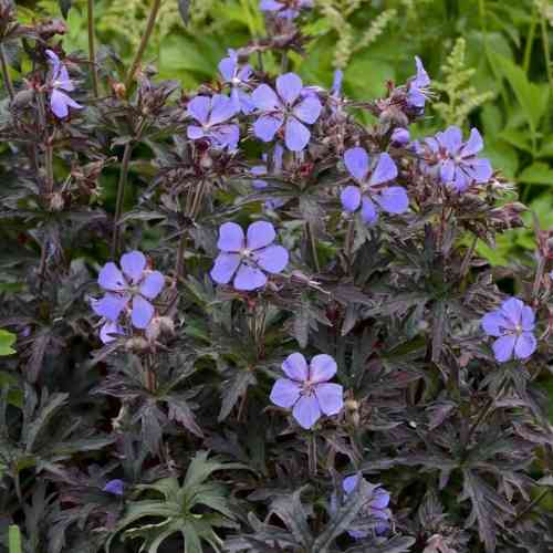 Geranium pratense 'Dark Reiter'