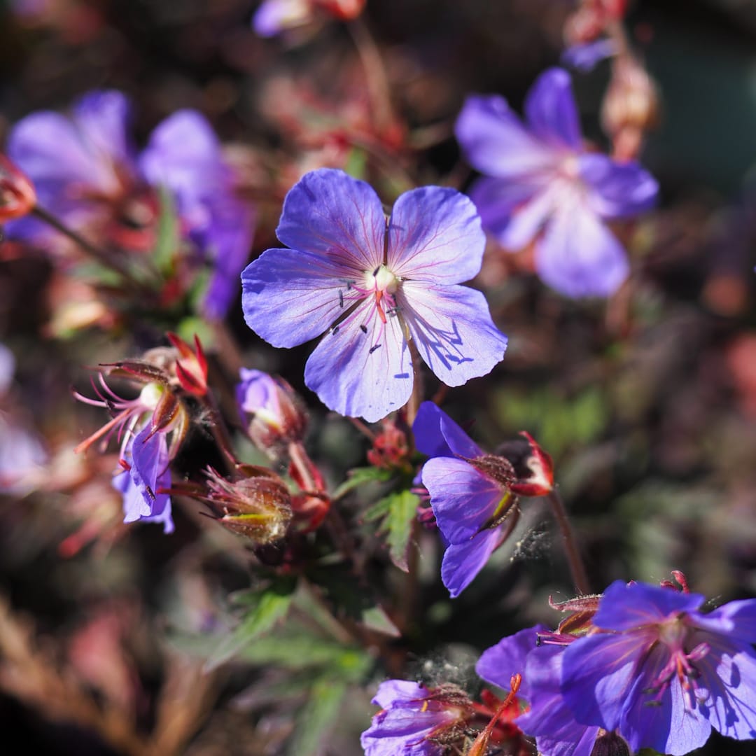 Geranium pratense 'Dark Reiter'