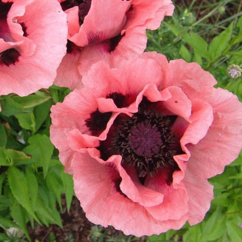 Papaver orientale 'Prinzessin Victoria Louise'