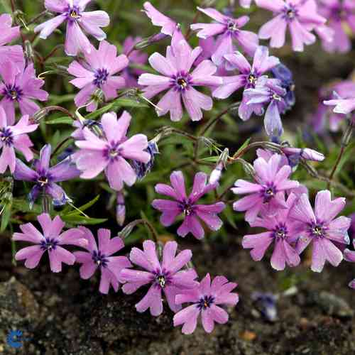 Phlox subulata 'Purple Beauty'