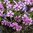 Phlox subulata 'Purple Beauty'