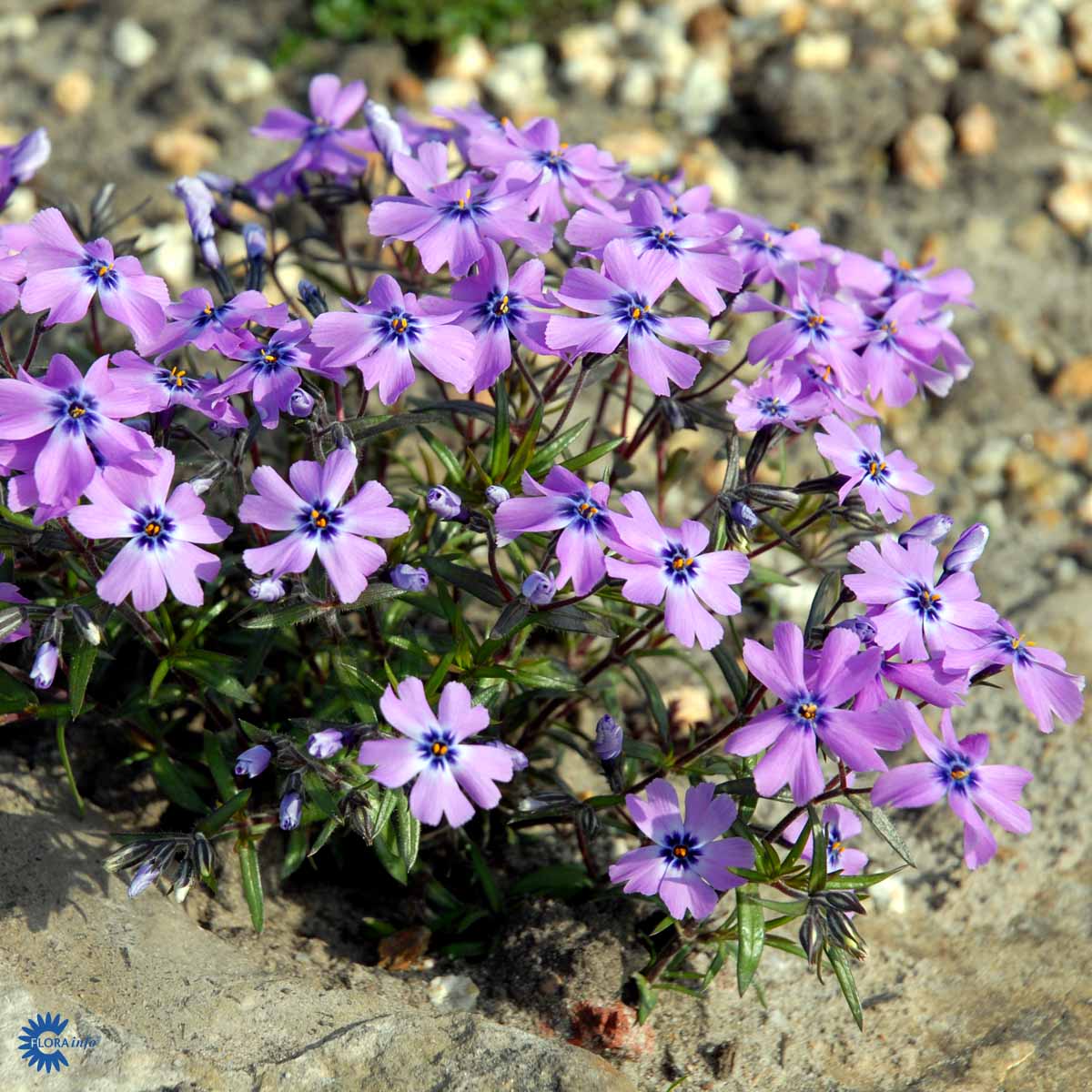 Phlox subulata 'Purple Beauty'