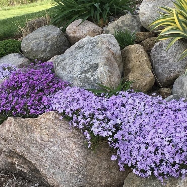 Phlox subulata 'Purple Beauty'