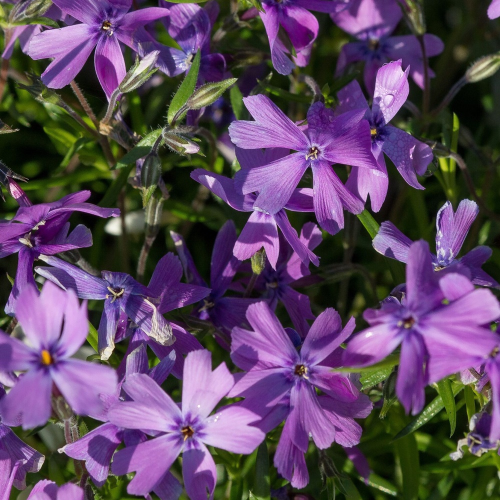 Phlox subulata 'Purple Beauty'