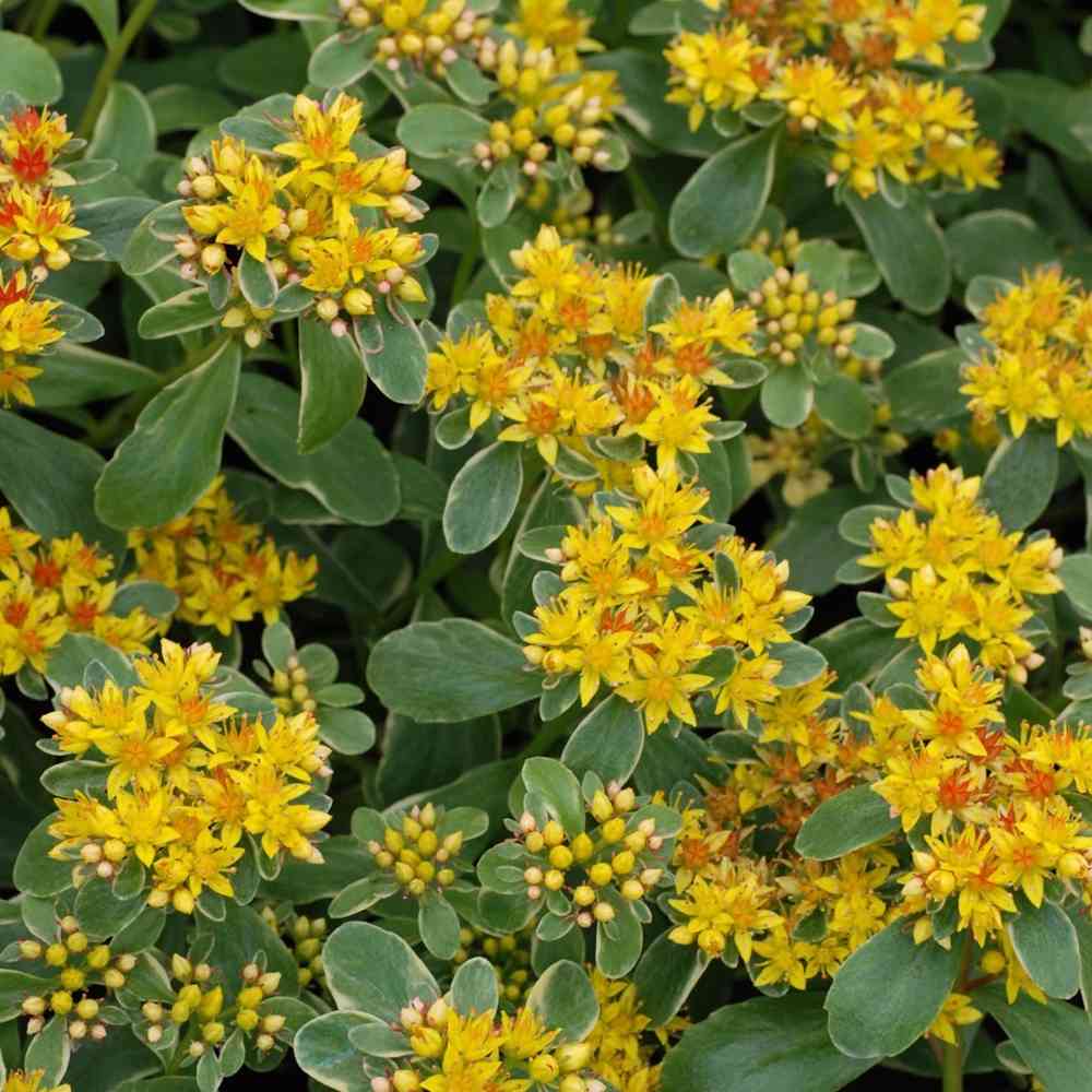 Sedum kamtschaticum 'Variegatum