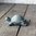 Kilpikonna harmaanvihreä pienin