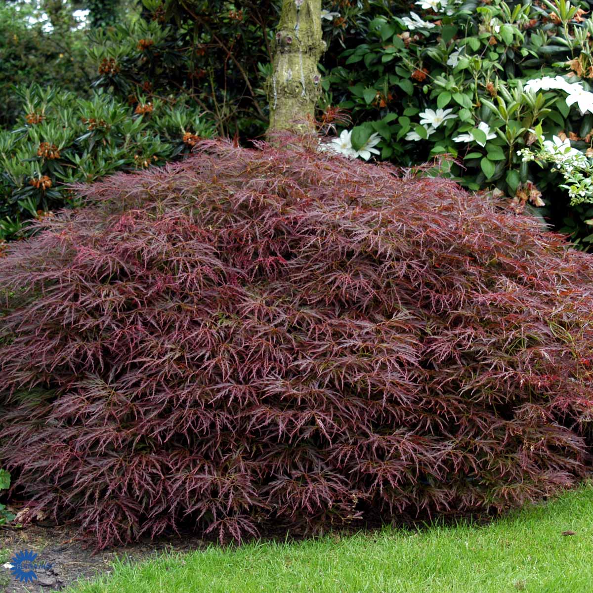 Sulkajapaninvaahtera 'Garnet'