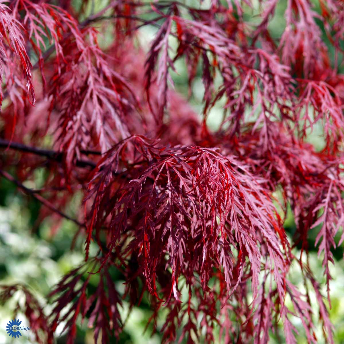 Sulkajapaninvaahtera 'Garnet'