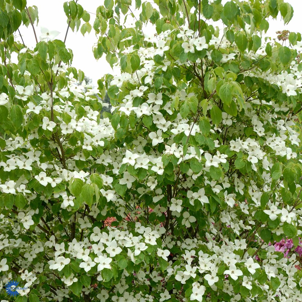 Kiinanliljakanukka 'China Girl'