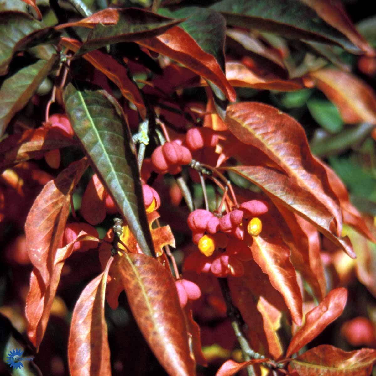 Euonymus europaeus