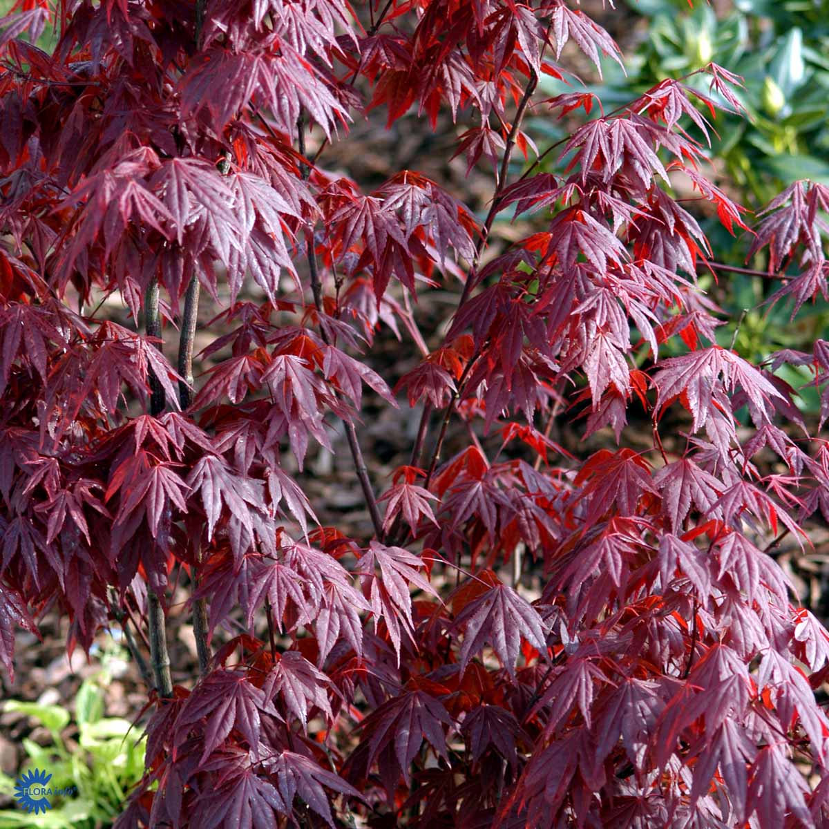 Röd japanlönn 'Atropurpureum'