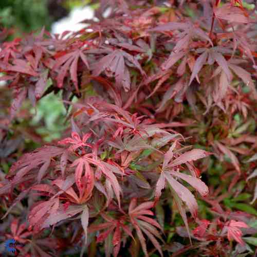 Röd japanlönn 'Shaina'