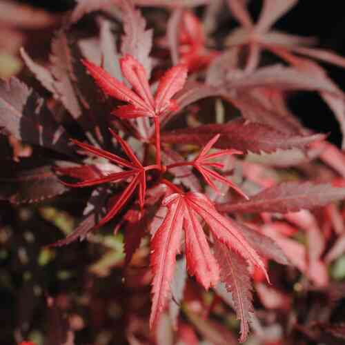 Röd japanlönn 'Shaina'
