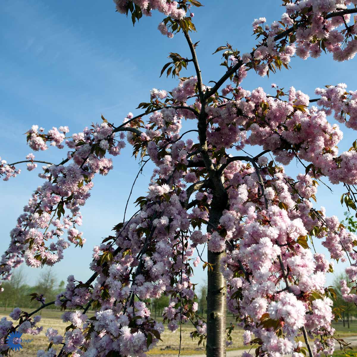 Rungollinen japaninkirsikka 'Kiku-shidare-zakura' 80 cm