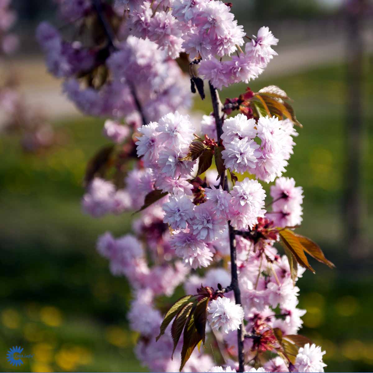 Rungollinen japaninkirsikka 'Kiku-shidare-zakura' 80 cm