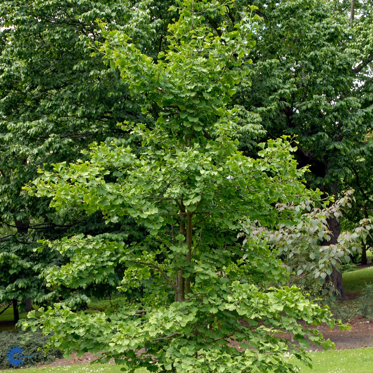 Ginkgo biloba