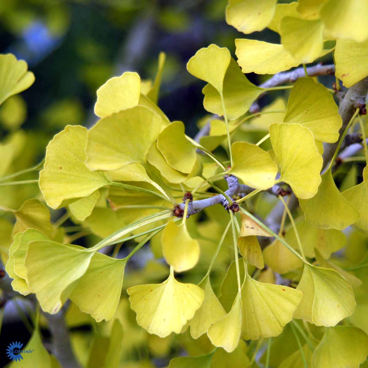 Ginkgo biloba