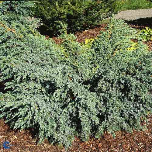 Lamosinikataja 'Blue Carpet'