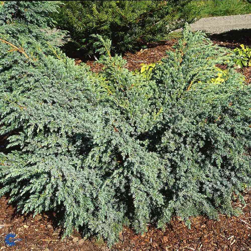 Lamosinikataja 'Blue Carpet'