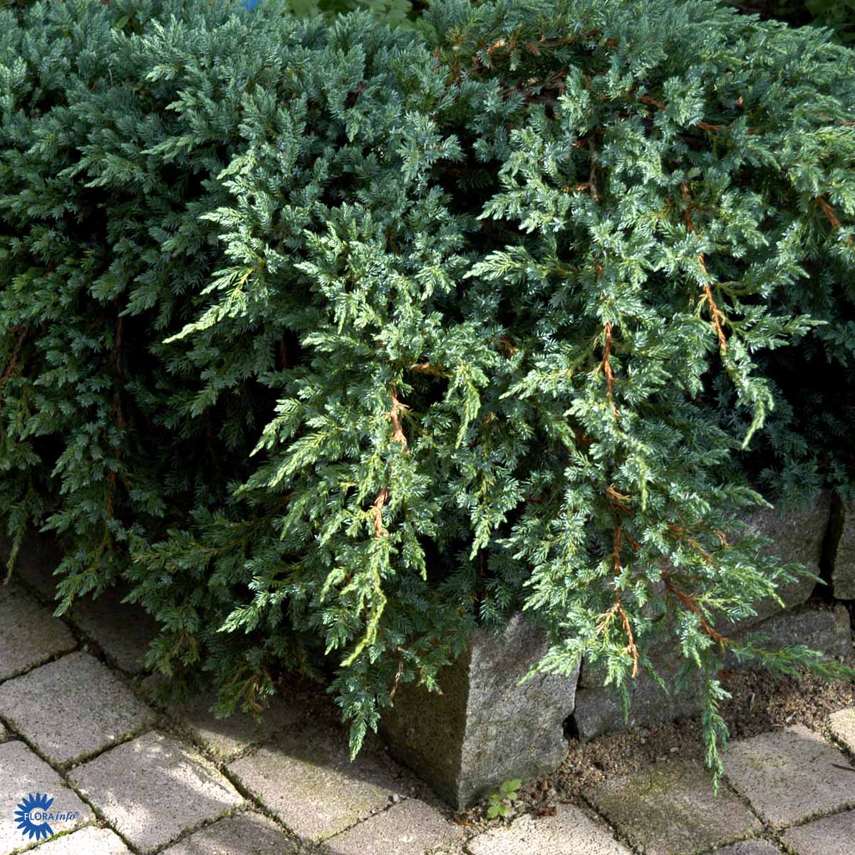 Lamosinikataja 'Blue Carpet'