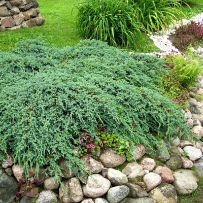 Lamosinikataja 'Blue Carpet'