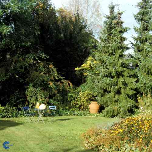 Picea omorica