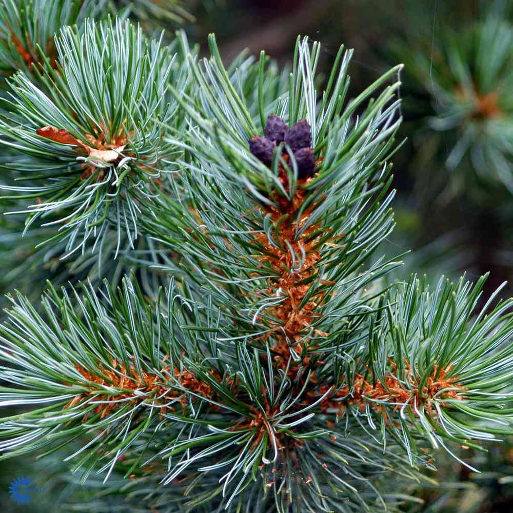 Pensassembra 'Glauca' 20-25 cm