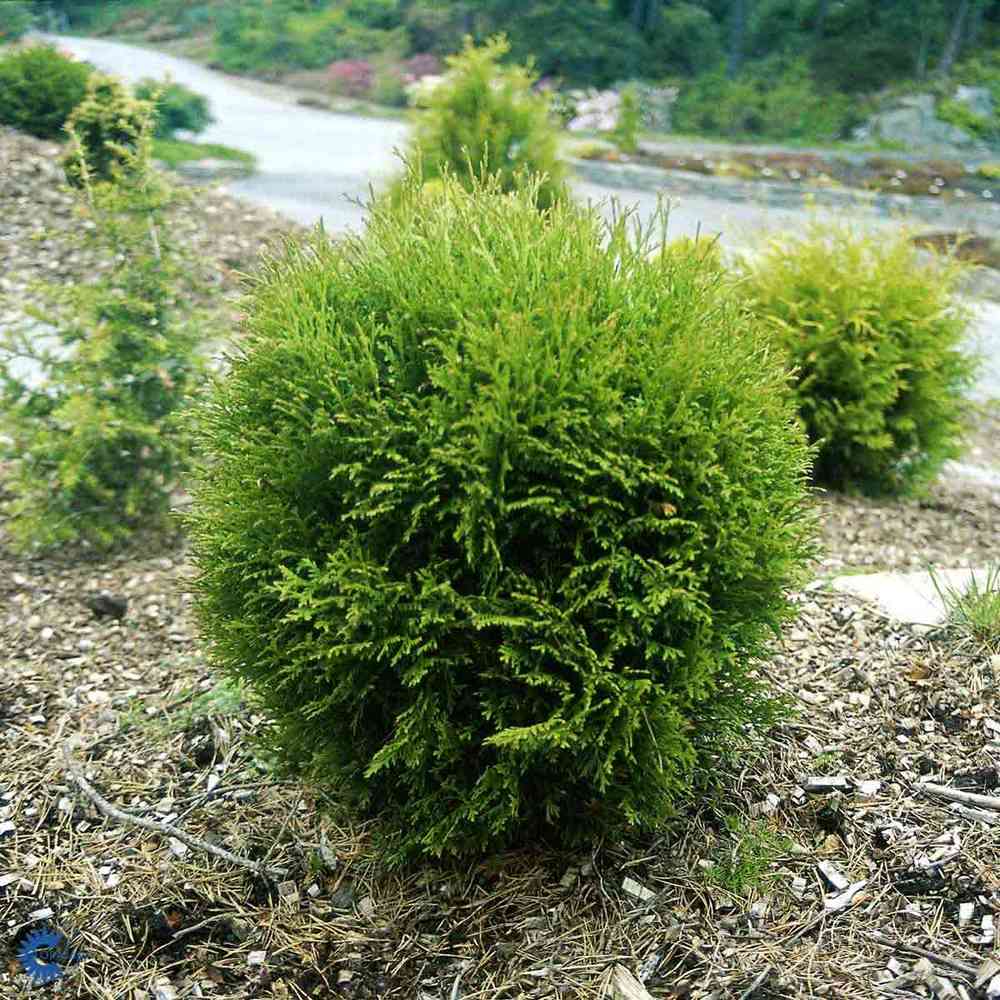 Thuja occidentalis 'Danica'