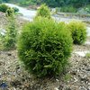 Pallotuija 'Danica' 30-40 cm