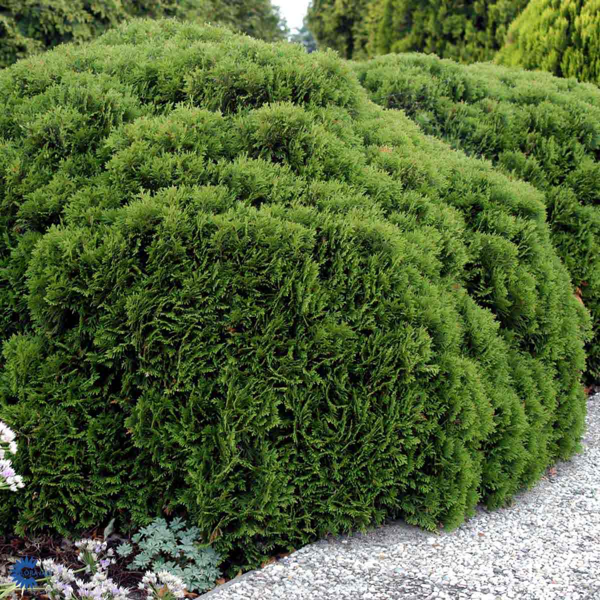 Thuja occidentalis 'Danica'