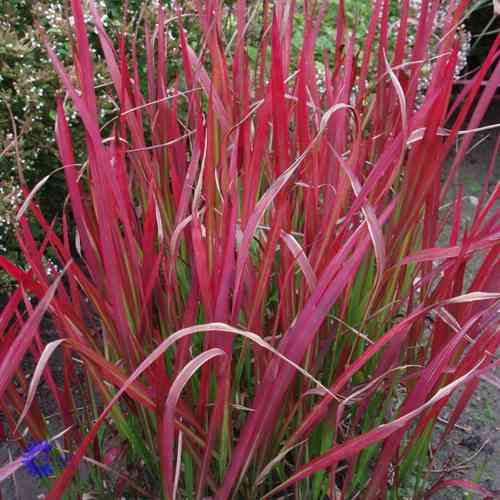 Imperata cylindrica 'Red Baron'