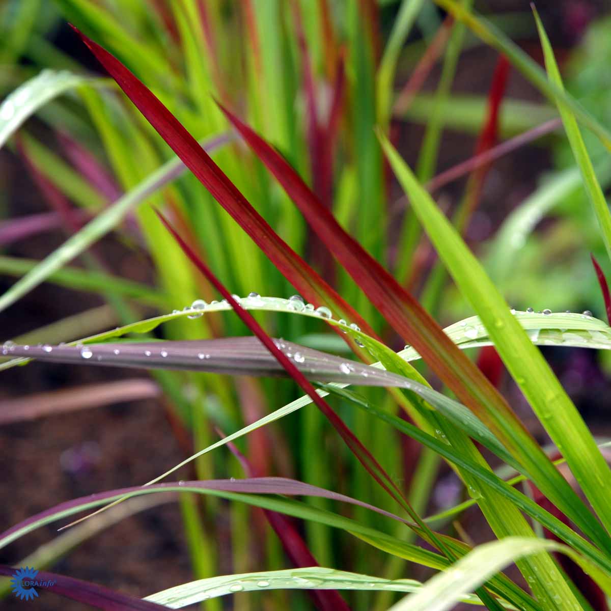 Imperata cylindrica 'Red Baron'