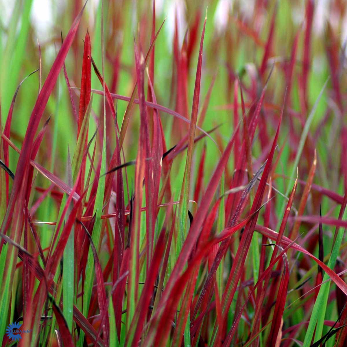 Imperata cylindrica 'Red Baron'