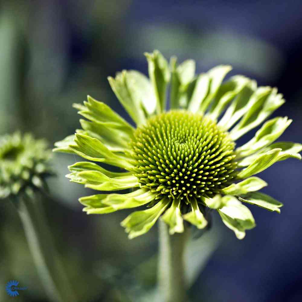 Echinacea purpurea 'Green Jewel'