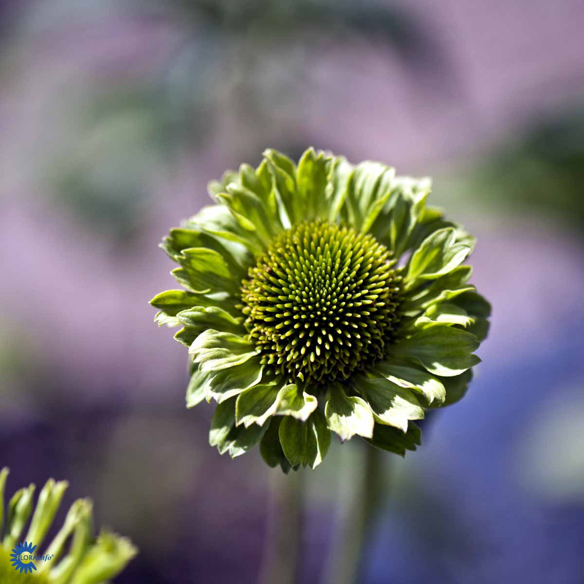 Echinacea purpurea 'Green Jewel'