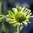 Echinacea purpurea 'Green Jewel'