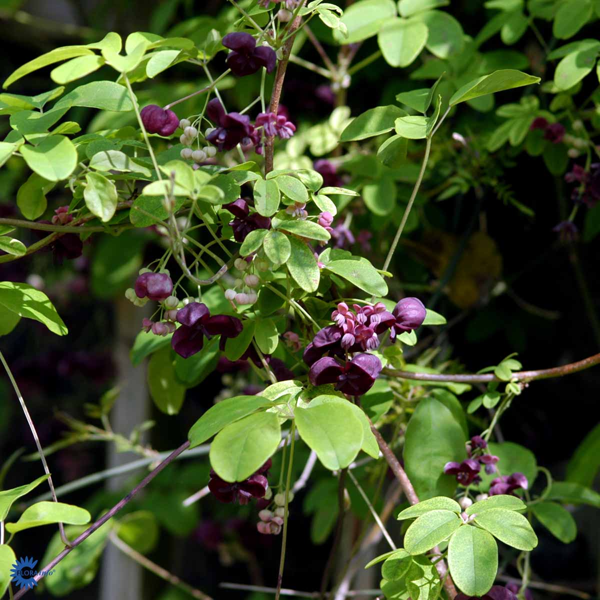 Akebia quinata