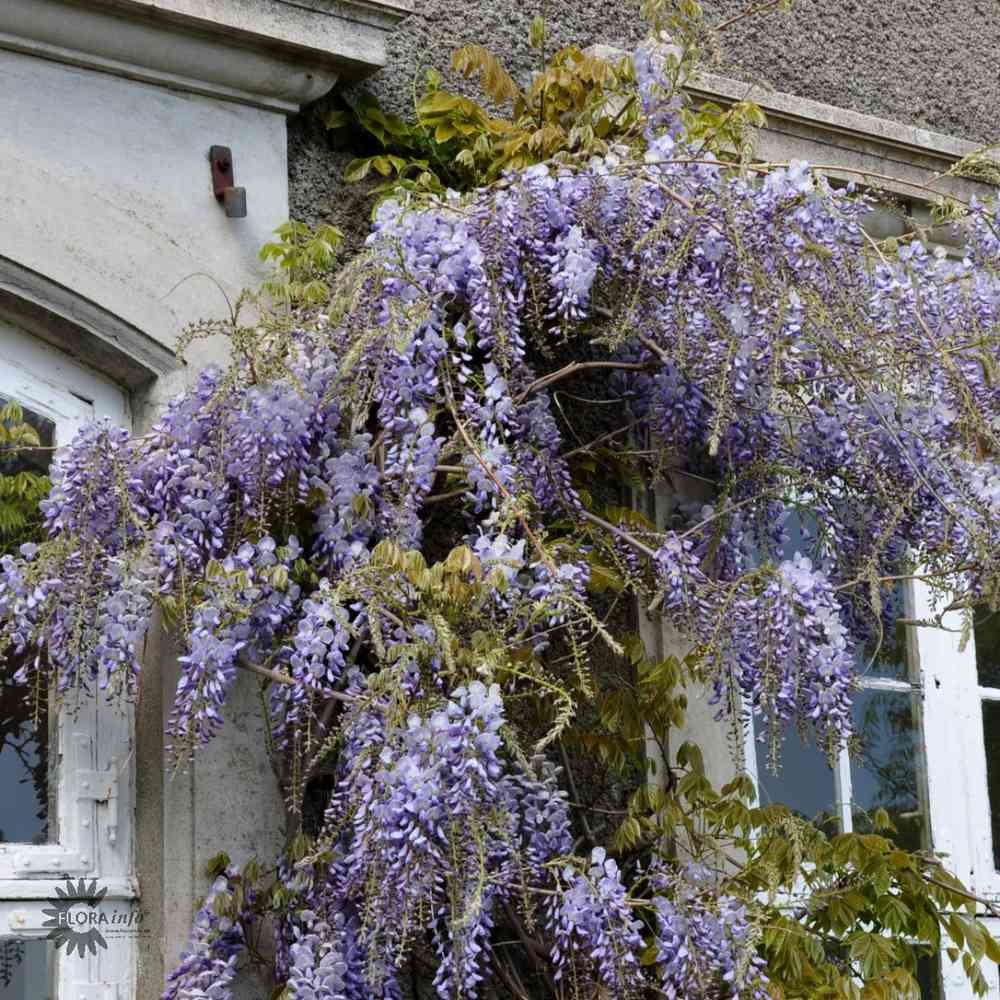 Wisteria 'Longwood Purple'